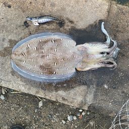 モンゴウイカ