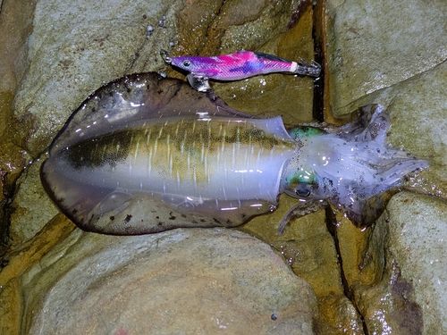 アオリイカの釣果