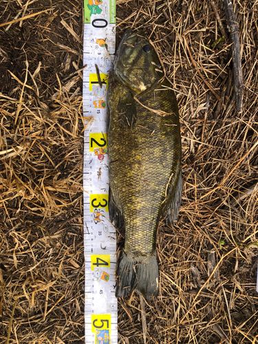 スモールマウスバスの釣果