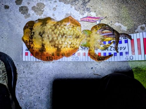 アオリイカの釣果