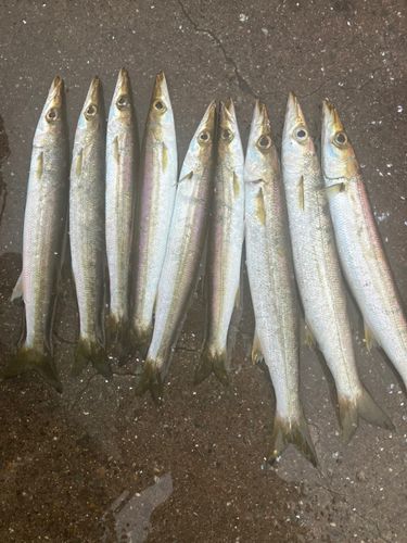 カマスの釣果