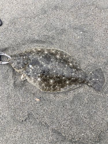 ソゲの釣果