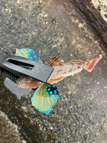 ホウボウの釣果