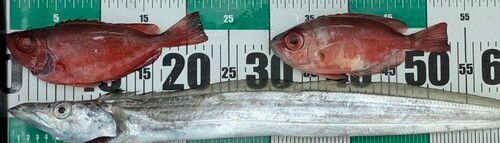 テンジクタチの釣果