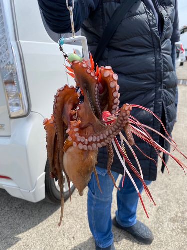 サバの釣果
