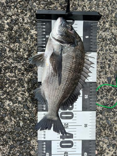 クロダイの釣果