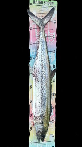 サワラの釣果