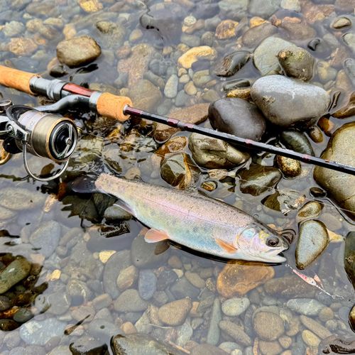 ニジマスの釣果