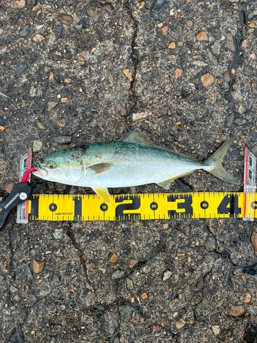 フクラギの釣果