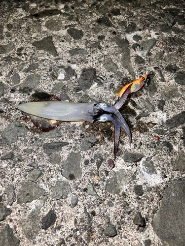 マメイカの釣果