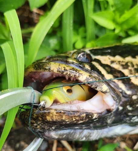 ライヒーの釣果