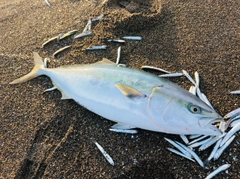 ブリの釣果