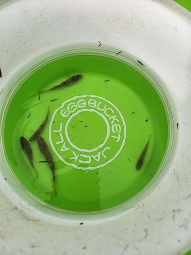 タメトモハゼの釣果