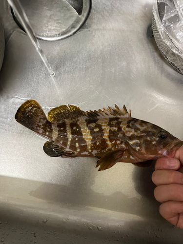 アコウの釣果