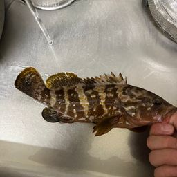 アコウ