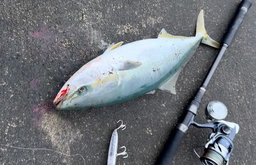 ハマチの釣果