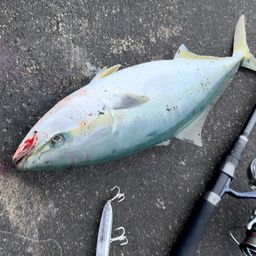 ハマチ
