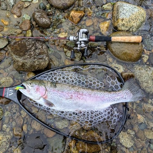 レインボートラウトの釣果