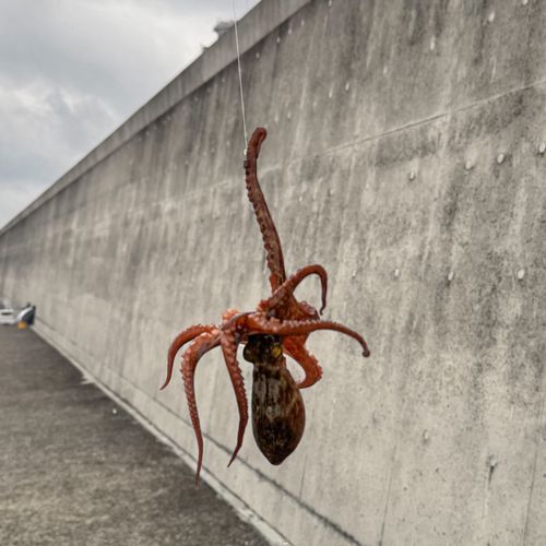 タコの釣果