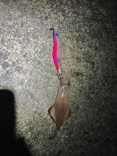 ケンサキイカの釣果