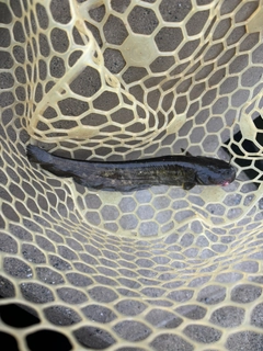 ナマズの釣果