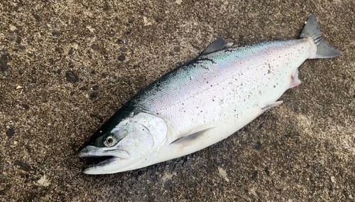 サクラマスの釣果