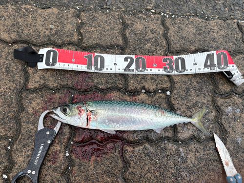サバの釣果