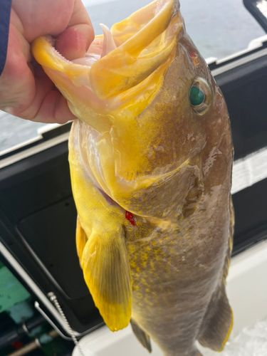 アオハタの釣果