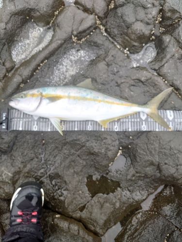 ヒラマサの釣果
