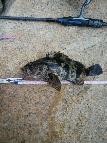 タケノコメバルの釣果