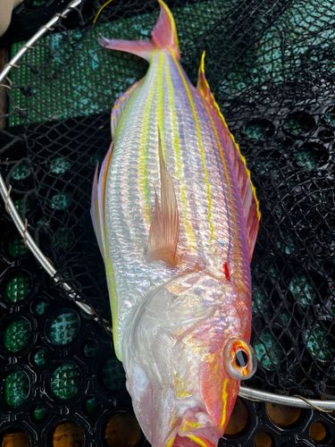 イトヨリダイの釣果