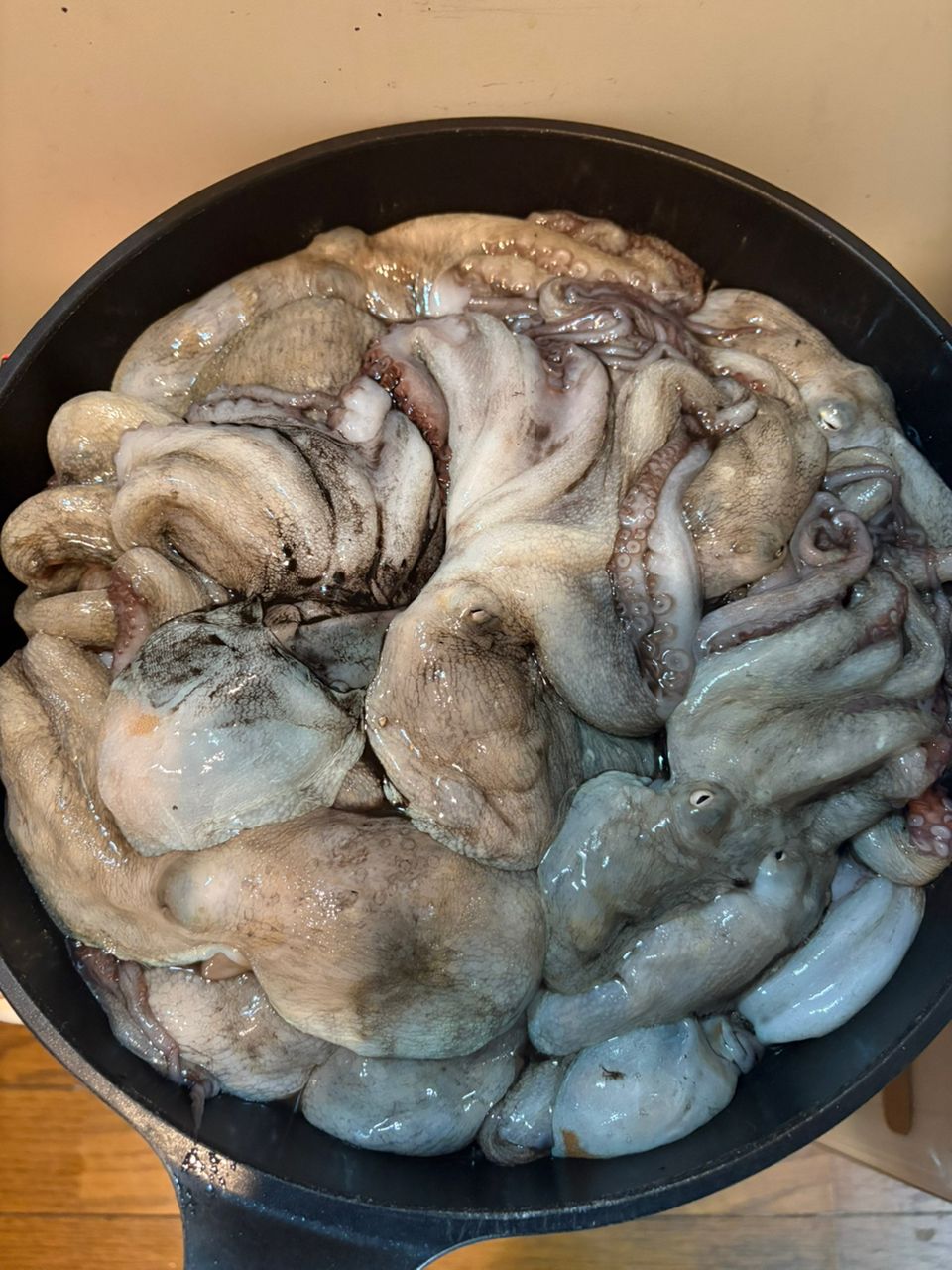 マダコ