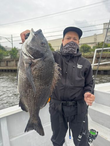 チヌの釣果