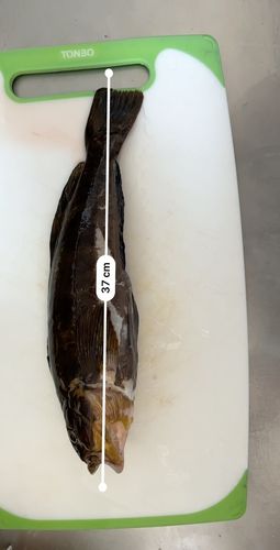 アイナメの釣果