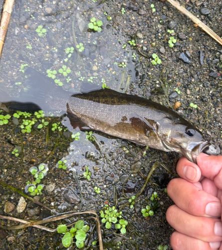 スモールマウスバスの釣果
