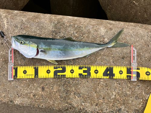 フクラギの釣果