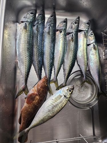 サバの釣果