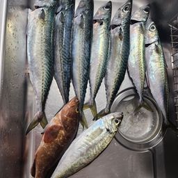 サバ