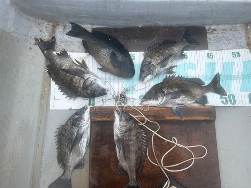 クロダイの釣果