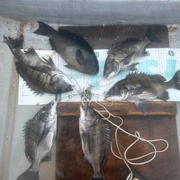 クロダイ