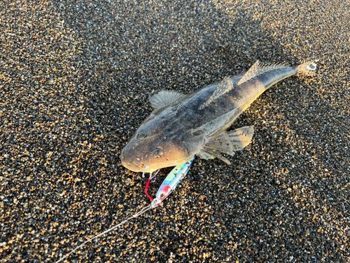 コチの釣果