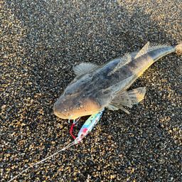 コチ