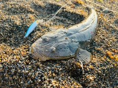 コチの釣果