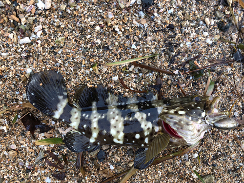 チャイロマルハタの釣果