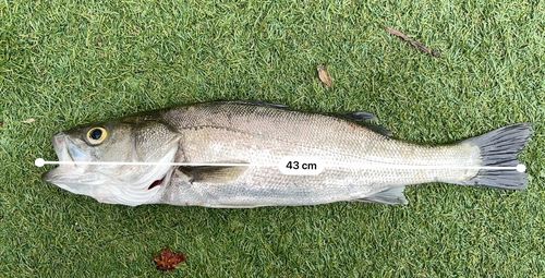 スズキの釣果