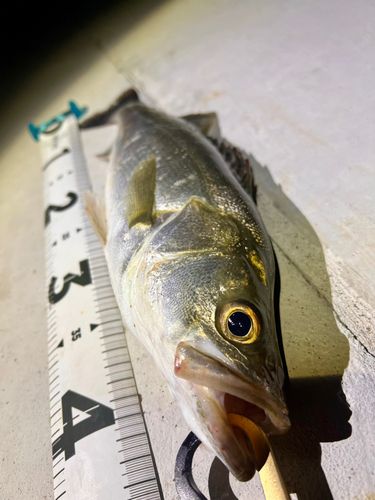 フッコ（マルスズキ）の釣果