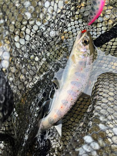 アマゴの釣果
