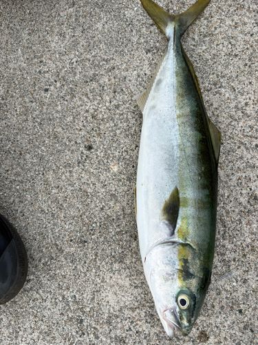 フクラギの釣果