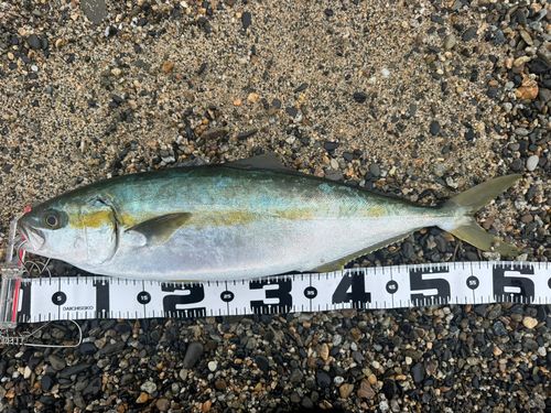 ヒラマサの釣果