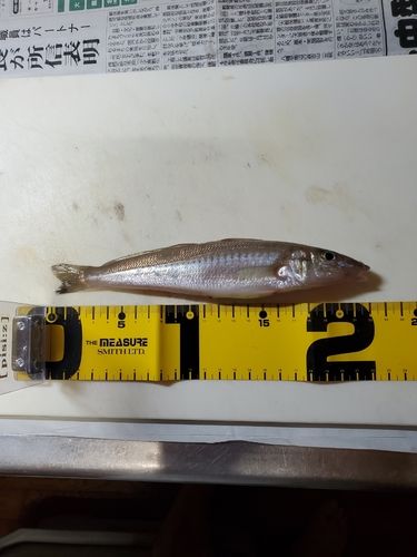 シロギスの釣果